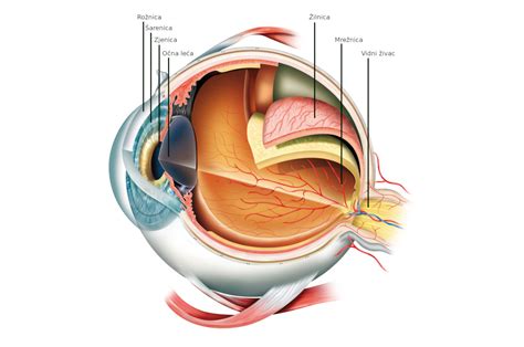 Anatomija Oka Dijelovi Oka Definicija I Funkcija Optometrija Net