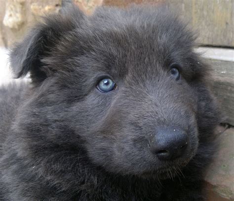 My Solid Blue German Shepherd Puppy At About 6 Weeks Old Blue German