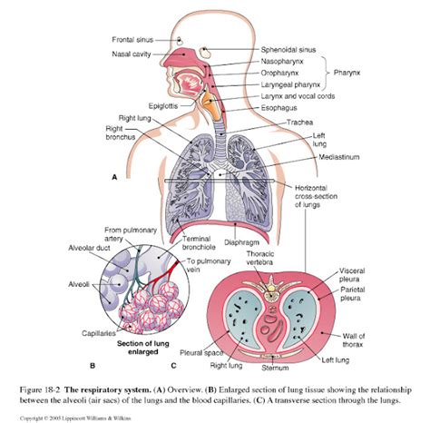 221 Organs And Structures Of The Respiratory System
