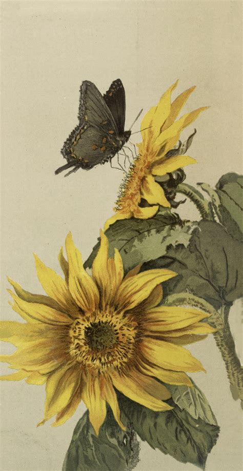 Pretty Vintage Moth And Sunflower Image The Graphics Fairy