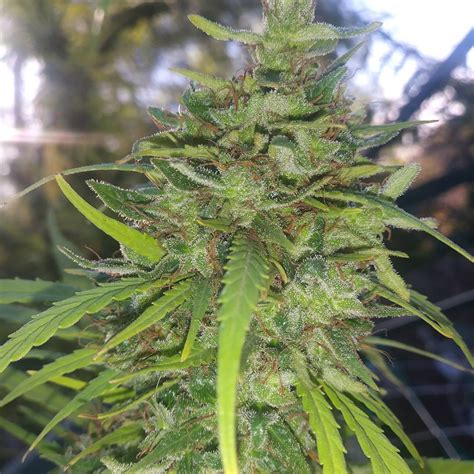 Willie Nelson Strain Info Willie Nelson Weed By Reeferman Seeds