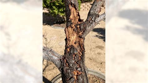 How To Treat Leaf Curl On A Peach Tree Press Enterprise