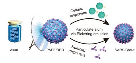 Particulate Alum Pickering Emulsion As Adjuvant May Enhance Performance