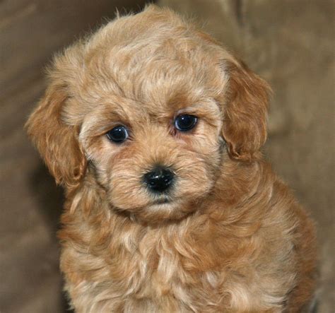 Maybe you would like to learn more about one of these? Maltipoo Apricot Welpen