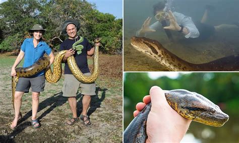 World S Biggest Snake Is Discovered In The Amazon Rainforest Daily Mail Online