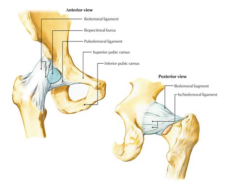 This basic hip joint diagram is widely used in medical practices. Easy Notes On 【Hip Joint】Learn in Just 4 Minutes! - Earth ...