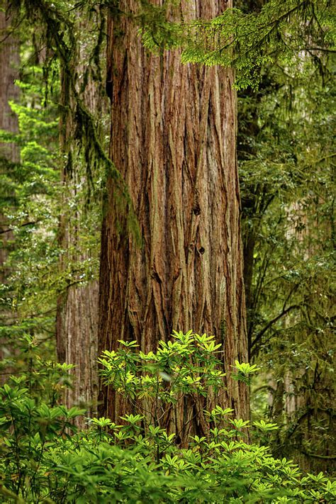 Jedediah Smith Redwoods State Park 7 Photograph By Mike Penney Fine