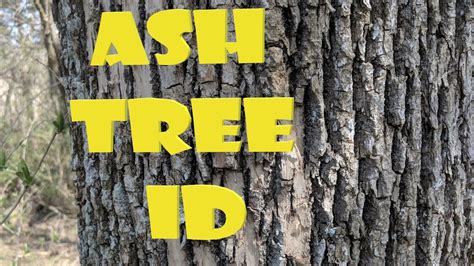 Ash Tree Identification Simplified Youtube
