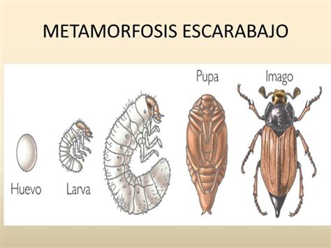 Escarabajos O Coleópteros Características Alimentación Metamorfosis