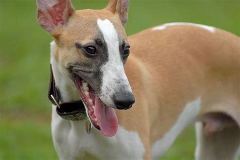 The Whippet Dog Breed Information And Pictures Livelife