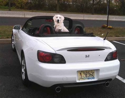 Official state dog of delaware. White Golden Retriever Puppies,CT,AKC Certified,Holistic,NJ,MD,MA,PA,DE,NY,CA,AZ,TX,FL,RI,OR,WA ...