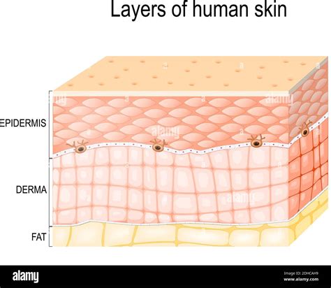 Layers Of Skin Epidermis Horny Layer And Granular Layer Dermis