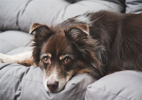 Are Australian Shepherds Hypoallergenic 15 Tips To Reduce Dog Allergy
