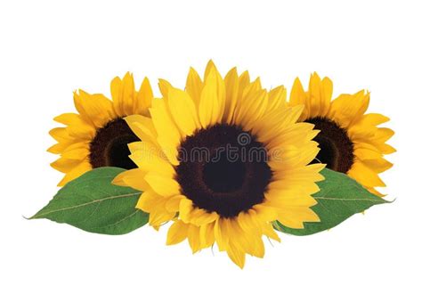 Bright Sunflowers Isolated On White Stock Image Image Of Culture