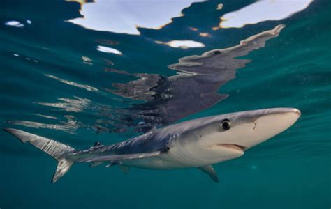 Great White Sharks In Britain The Field