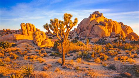 Joshua Tree National Park P National Parks Action Fund