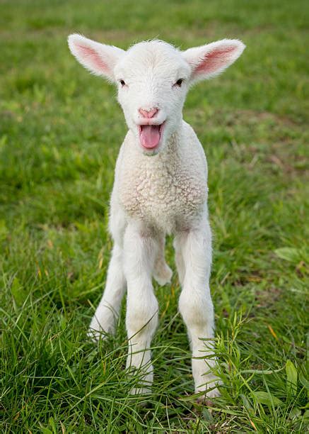 Best Cute Sheep Stock Photos Pictures And Royalty Free Images Istock