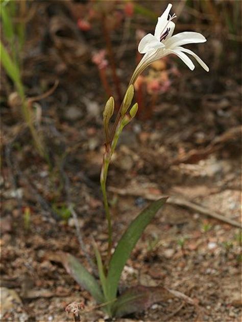 Tritonia Four Pacific Bulb Society