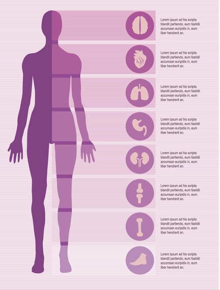 ⬤ what are body parts in english? Female Body Infographics Elements - Vector Download