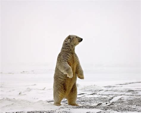 Adult Polar Bear Standing Photograph By Steven Kazlowski Fine Art America