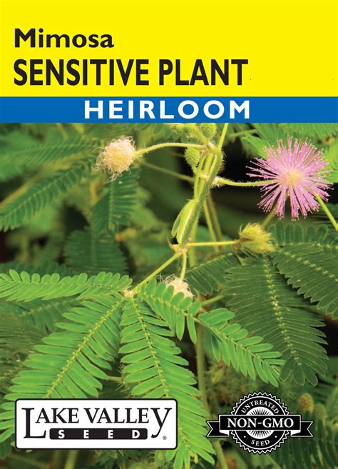 Sensitive Plant Mimosa Item 390 Lake Valley Seed