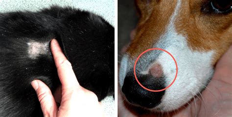 What Causes Ringworm In A Dog