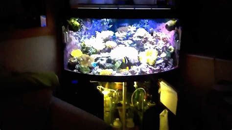Reef Tank Juwel Trigon 350l 2 Youtube