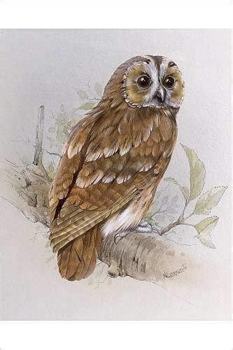 10 Gorgeous Owl Paintings For Sale