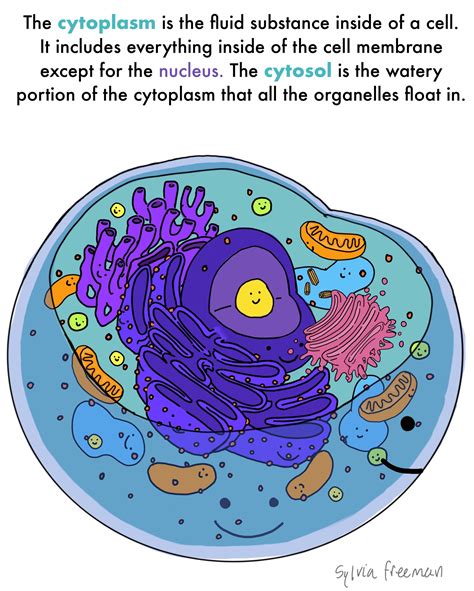 Cytoplasm — Structure And Function Expii