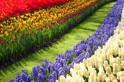 Path Through Flowers Free Stock Photo Public Domain Pictures