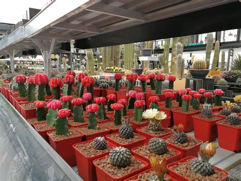 Vivero cactus está a 24 metros de altitud. Cactus, suculentas y otras plantas xerofíticas en Casa ...