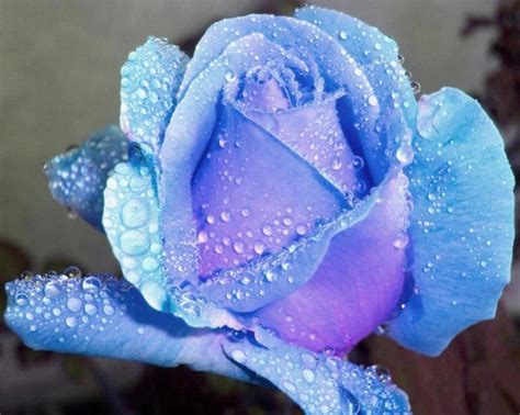 105 Best Blue Rose Images On Pinterest Blue Roses Beautiful Flowers