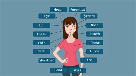 Part of your body at the end of your leg on which you stand k) the front part of your head. Human Body Parts Name - YouTube