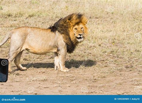 Male East African Lion Panthera Leo Melanochaita Stock Image Image