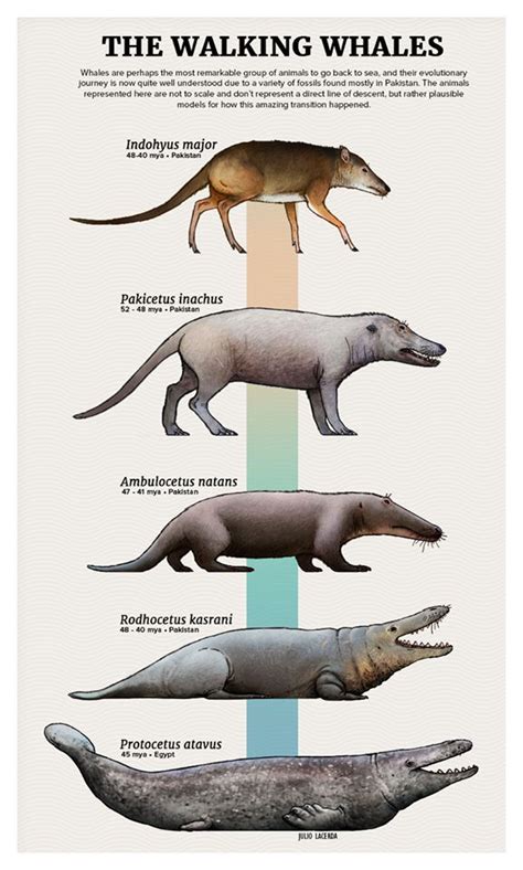Whale Evolution Prehistoric Animals Dinosaurs Extinct Animals