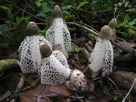 Weird Sex Mushrooms Give Ladies Spontaneous Orgasms Or Not Your