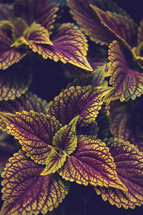 Green And Purple Leaves Of Exotic Plant · Free Stock Photo