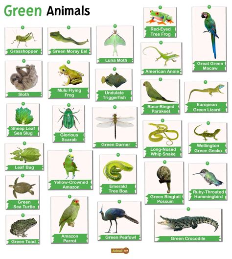 Green Animals Facts List Pictures