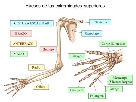 Sistema Oseo Universidad Del Tolima Sistema Osteomuscular