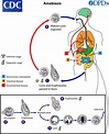 Life cycle of entamoeba histolytica diagram