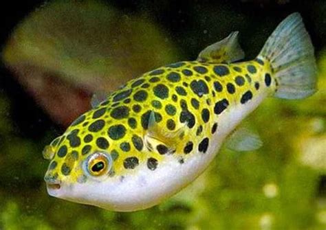 Freshwater Puffer Fish Care Guide 14 Things To Know