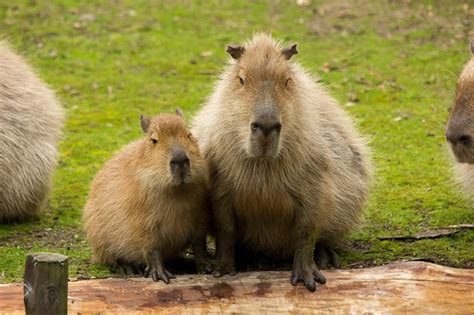 Baby Capybara Capybara