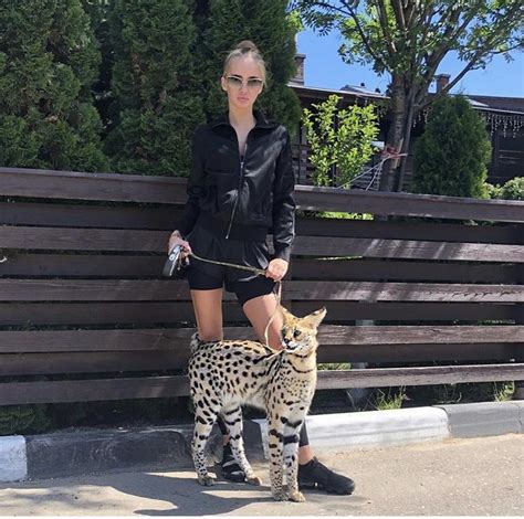 Valeria Sokolova Serval Savannah Chat Cats And Kittens F1