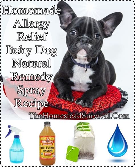 33 Cute Dog Skin Allergy Remedy Image Ukbleumoonproductions
