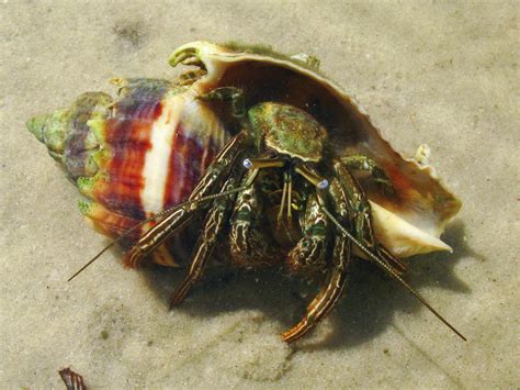 Green Striped Hermit Crab Clibanarius Vittatus Addictive Reef Keeping