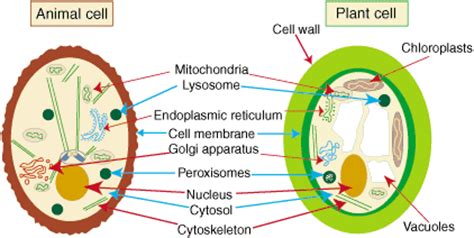 Maybe you would like to learn more about one of these? NayOne Notes-Biology: Plant Cell