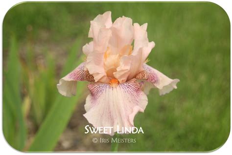 Sweet Linda Iris Meisters