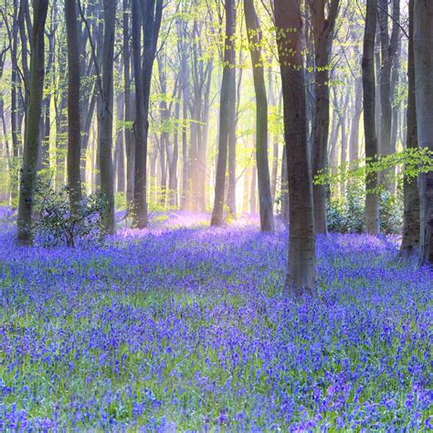 Tips For Planting Bluebells From An Expert In 2020 Meadow Photography