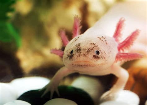 They inhabit a wide variety of habitats, with most species living within terrestrial, fossorial, arboreal or freshwater aquatic ecosystems. 68 Axolotl Facts: Ultimate Guide to the Adorable Mexican ...