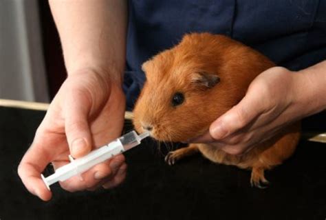 Common Health Issues In Guinea Pigs Pethelpful